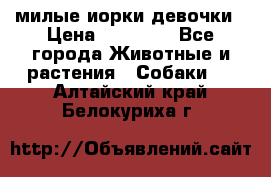 милые иорки девочки › Цена ­ 15 000 - Все города Животные и растения » Собаки   . Алтайский край,Белокуриха г.